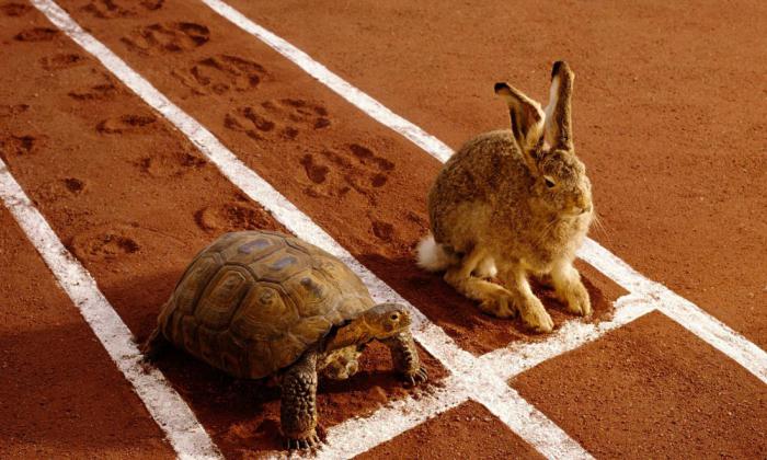 Rabbit vs. Turtle